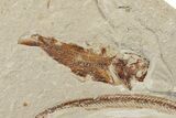 Cretaceous Eel (Enchelion) and Fish (Primigatus) - Lebanon #200637-2